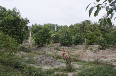 Thủ tục chuyển mục đích sử dụng đất trồng cây lâu năm sang đất ở nông thôn