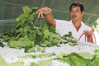 Nghề nuôi tằm ở Sông Ray