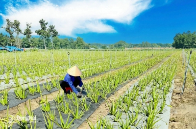 TS Nguyễn Đăng Nghĩa, nguyên Giám đốc Trung tâm Nghiên cứu đất, phân bón và môi trường phía Nam:: Cần các chính sách đẩy nhanh nông nghiệp hữu cơ