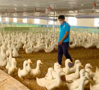 Cẩm Mỹ di dời 299 cơ sở chăn nuôi ra khỏi khu vực không được phép chăn nuôi