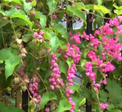 Long Thành: Hơn 1.800 tỷ đồng đầu tư cho nông thôn mới nâng cao