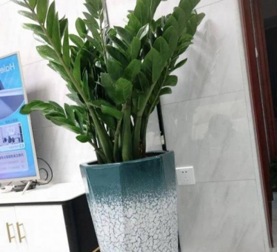 Trồng cây kim tiền hãy nhớ đến ‘ba lười’, lá dày và xanh tươi, chồi non bung nở bừng sức sống