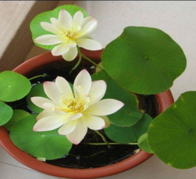 Chọn loại cây phong thủy nào vừa có hoa đẹp vừa hút tài lộc?