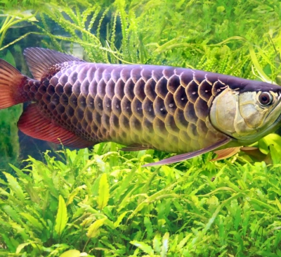 Tìm hiểu về biểu tượng cá rồng trong phong thủy