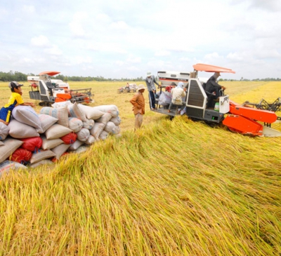 Giá lúa gạo ở mức cao