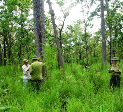 Tăng diện tích nhưng chất lượng rừng suy giảm