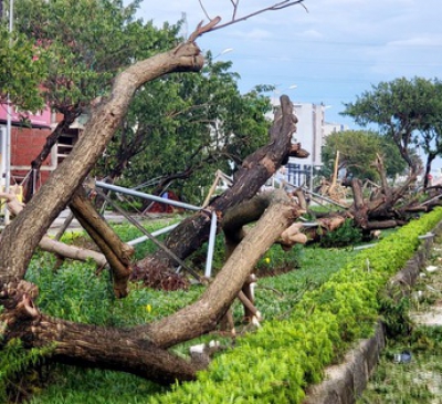 Nên hạn chế chặt cây xanh trong xây dựng dự án