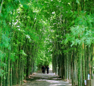 Trồng cây cảnh quan để phát triển du lịch sinh thái cho 7 tuyến đường