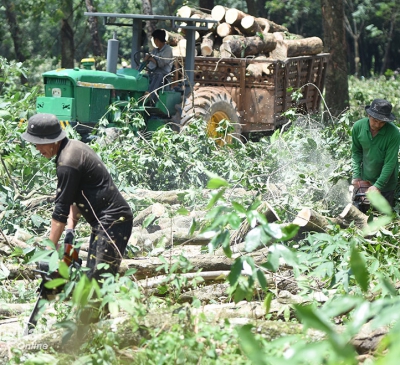 Nhiều dự án chậm tiến độ vì vướng cây cao su