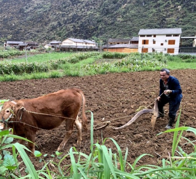 Dự thảo Luật Đất đai sửa đổi: Thúc đẩy tích tụ, tập trung đất đai