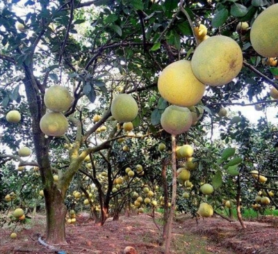 Đồng Nai phân vùng, diện tích sản xuất nông nghiệp hữu cơ đến năm 2030