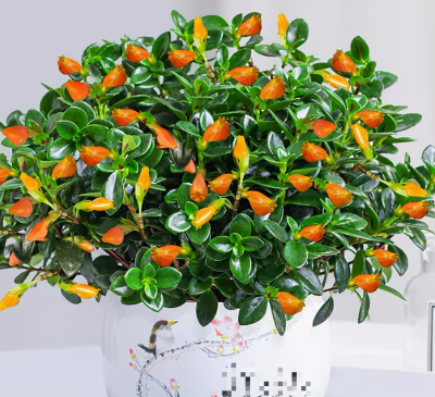 Hoa cười người vượng: 4 cây cảnh phúc lành, đặt 1 chậu trong nhà, gia đình bình an, hưng thịnh