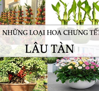 10 loại cây cảnh ngày Tết mang tài lộc và may mắn vào nhà
