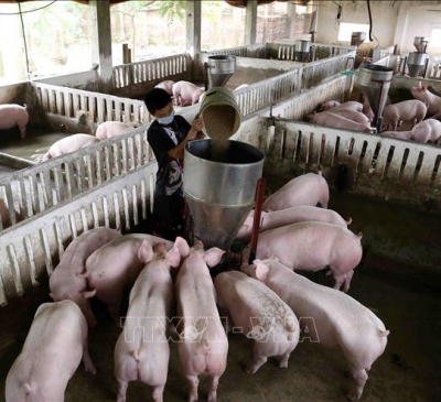 Thủ tướng phê duyệt Chiến lược phát triển chăn nuôi giai đoạn 2021-2030, tầm nhìn 2045