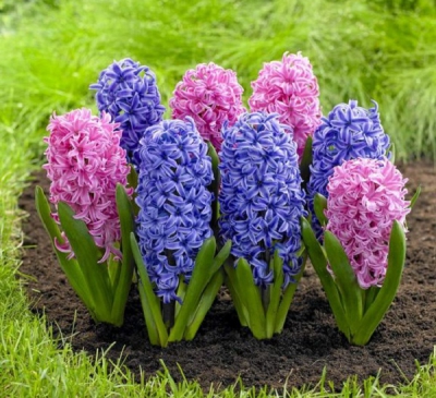 Cẩn thận với những loại cây “đẹp mà độc”