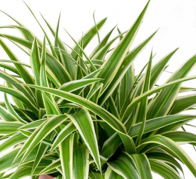 Trang trí không gian nhà ở với cây lan chi