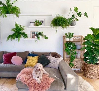 Trang trí nội ngoại thất với cây dương xỉ