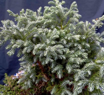 Phong thủy cây tuyết tùng xanh mát không gian mùa đông