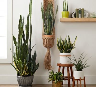 Ý nghĩa cây lưỡi hổ trong phong thủy