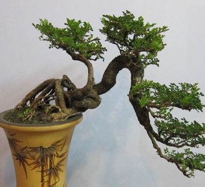 Ý nghĩa phong thủy cây cần thăng