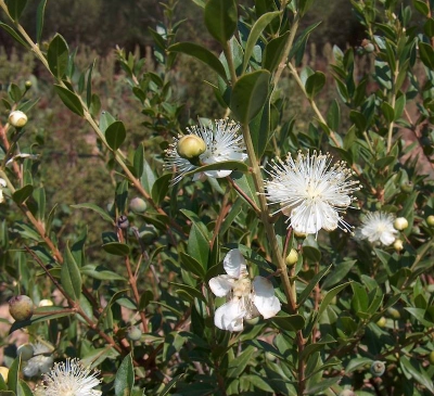 Cây hương đào trong phong thủy có ý nghĩa như thế nào?
