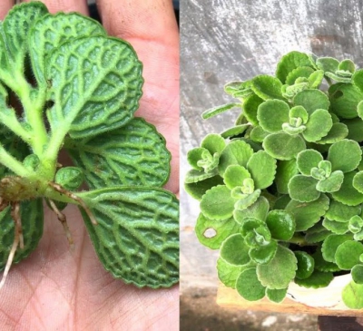 Ý nghĩa phong thủy của cây nhất mạt hương