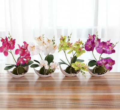 Ý nghĩa phong thủy cây lan hồ điệp