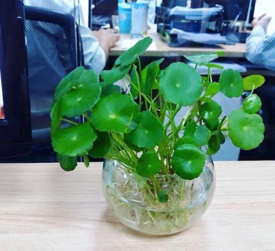 Ý nghĩa cây cỏ đồng tiền trong phong thủy