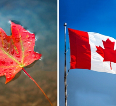 Cây phong lá đỏ và ý nghĩa trong phong thủy