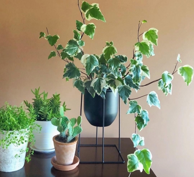 Các mẫu cây thường xuân để bàn đẹp