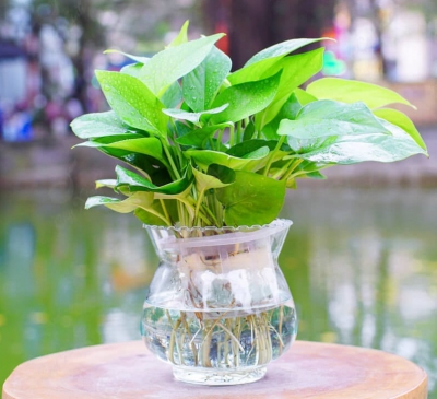 Cây vạn niên thanh hợp tuổi gì?