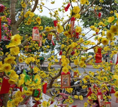 Trang trí cây mai ngày Tết mang lại tài lộc