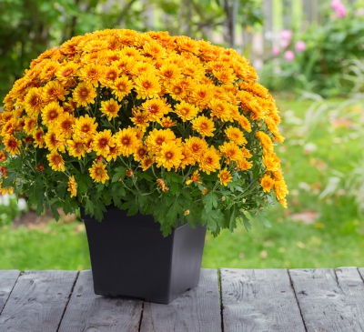 Ý nghĩa hoa cúc ngày Tết