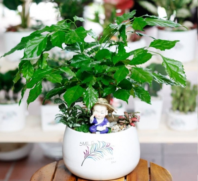 Tiểu cảnh mini để bàn làm việc mang lại tài lộc, may mắn