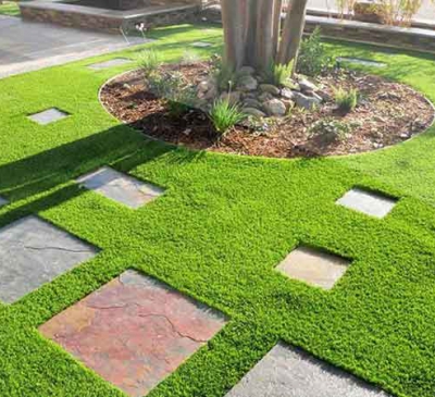 6 loại cỏ trồng sân vườn thông dụng hiện nay