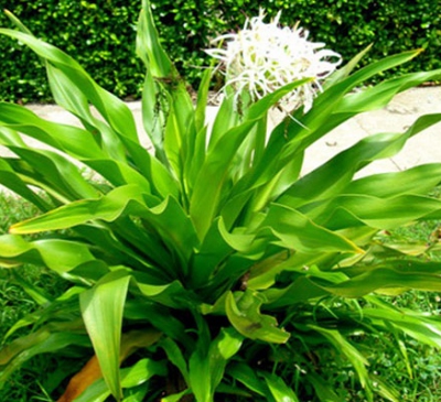 Ý nghĩa phong thủy của cây đại tướng quân