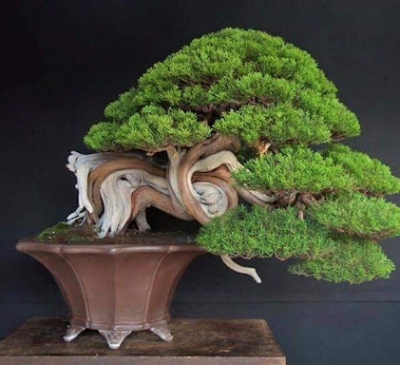 Ý nghĩa cây Tùng bồng lai trong phong thủy