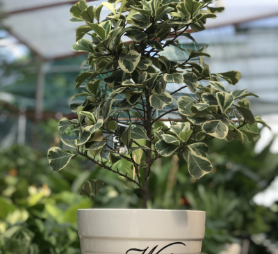 Ý nghĩa phong thủy của cây bàng cẩm thạch