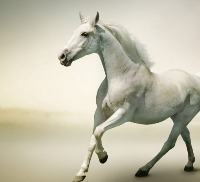 Chọn màu nội thất nhà hợp phong thủy cho gia chủ tuổi Ngọ