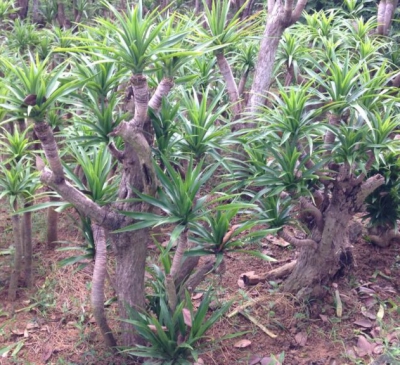 Cây Thanh Lan: Đặc điểm, ý nghĩa phong thủy và cách chăm sóc