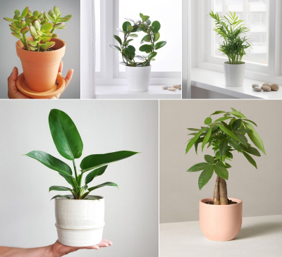 Tuổi Tý hợp cây gì? Cách chọn cây phong thủy theo từng năm sinh