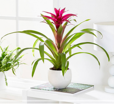 Tuổi Sửu hợp cây gì? Cách chọn cây phong thủy theo từng năm sinh