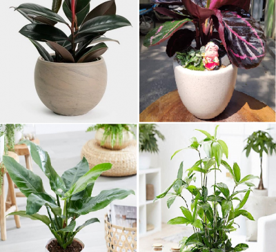 Tuổi Thìn hợp cây gì? Cách chọn cây phong thủy theo từng năm sinh