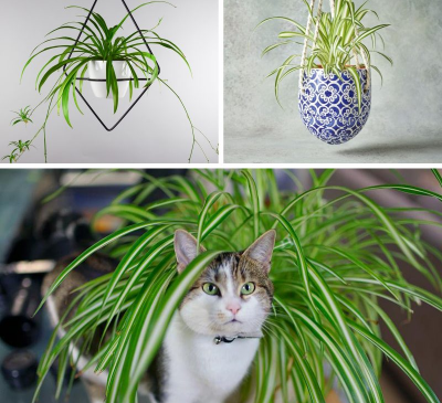 Tuổi Tuất hợp cây gì? Cách chọn cây phong thủy theo từng năm sinh