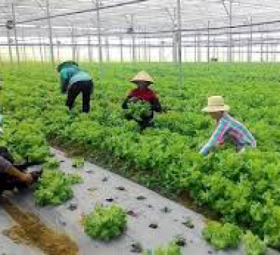 GIẢI PHÁP GỠ KHÓ TRONG TÍCH TỤ ĐẤT NÔNG NGHIỆP