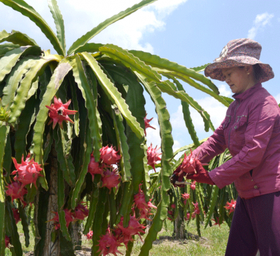 LÀM GIÀU VỚI THANH LONG RUỘT ĐỎ