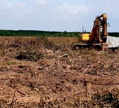 Hoàn thành thanh lý cây cao su Khu tái định cư Lộc An - Bình Sơn