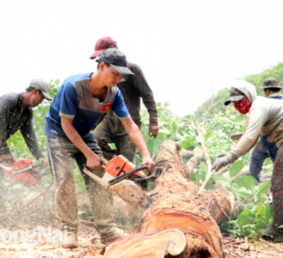 Đẩy nhanh tiến độ thanh lý cao su giao mặt bằng phục vụ dự án sân bay Long Thành