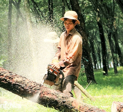 Hối hả thanh lý vườn cao su xây dựng sân bay Long Thành