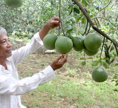 Đồng Nai có gần 280,8 ngàn ha đất sản xuất nông nghiệp